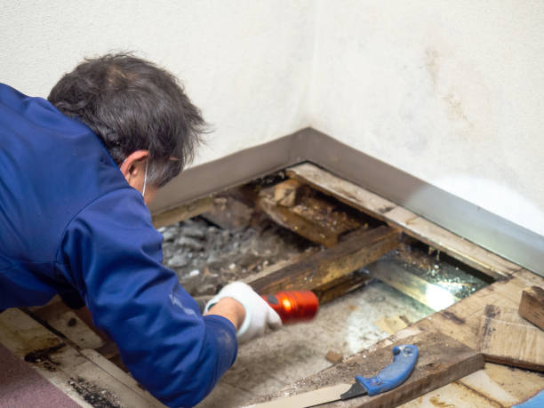 Best Water Damage Restoration  in Caney, KS