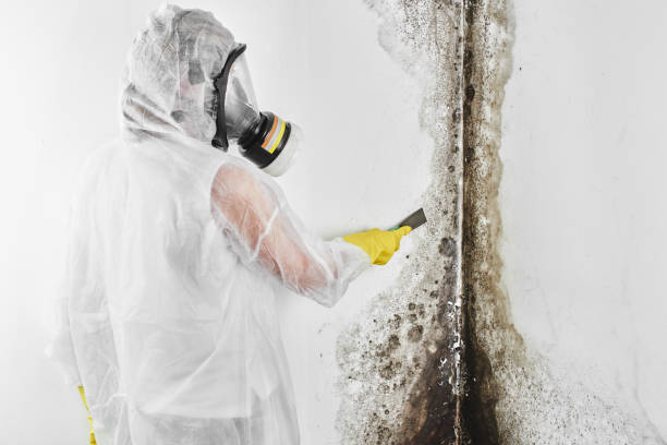 Professional Mold Removal in Caney, KS