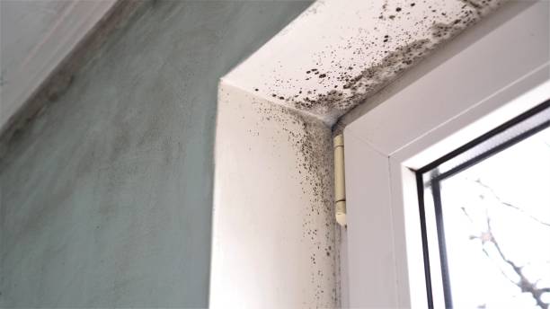 Best Mold Testing  in Caney, KS