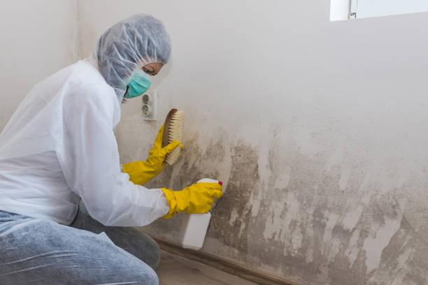Best Affordable Mold Removal  in Caney, KS