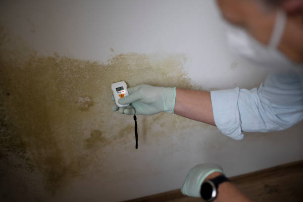 Attic Mold Removal in Caney, KS