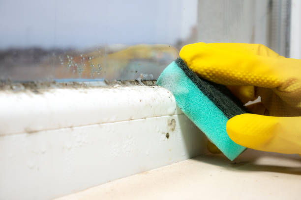 Best Local Mold Removal Service  in Caney, KS